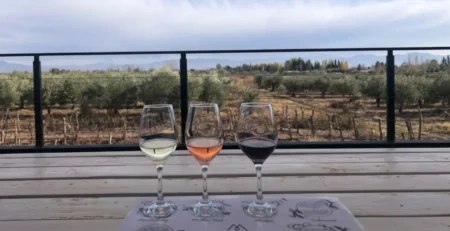 Ciclistas recorriendo la ruta del vino y bodegas en Maipú Mendoza con bicicletas de Maipu Bikes.