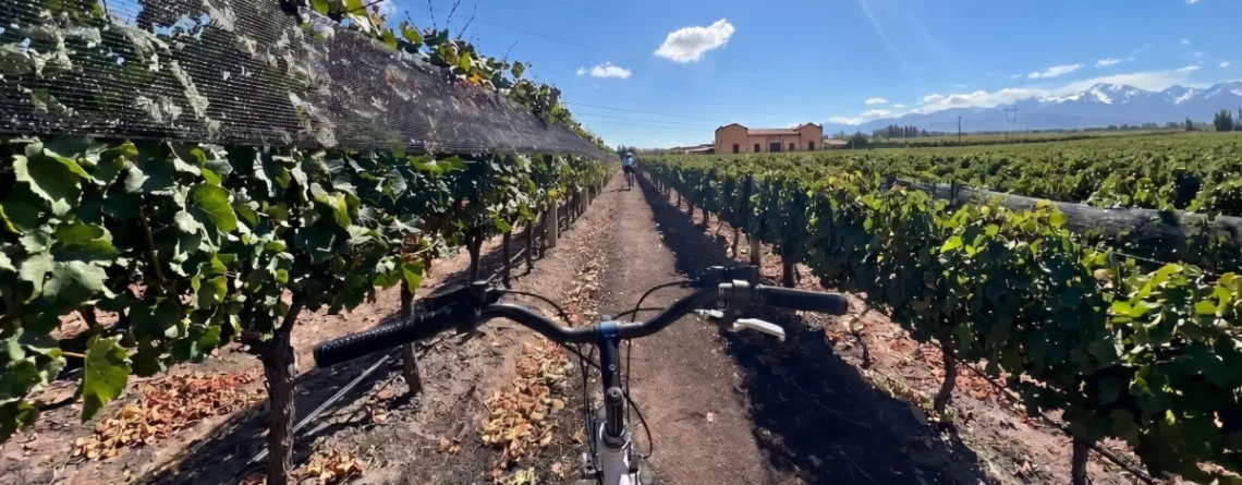 Ciclistas disfrutando de una ruta en bicicleta por las bodegas de Maipú entre viñedos de Mendoza.