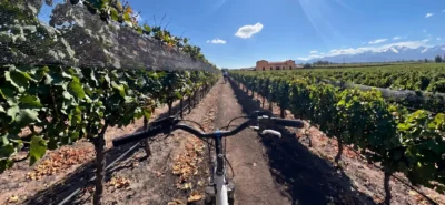 Ciclistas disfrutando de una ruta en bicicleta por las bodegas de Maipú entre viñedos de Mendoza.