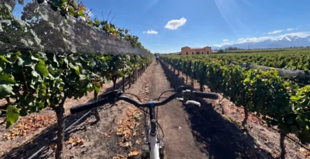 Ciclistas disfrutando de una ruta en bicicleta por las bodegas de Maipú entre viñedos de Mendoza.