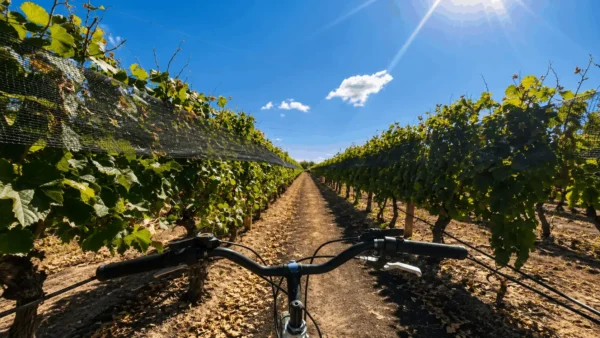 Bicicletas entre los viñedos de Maipú, Mendoza