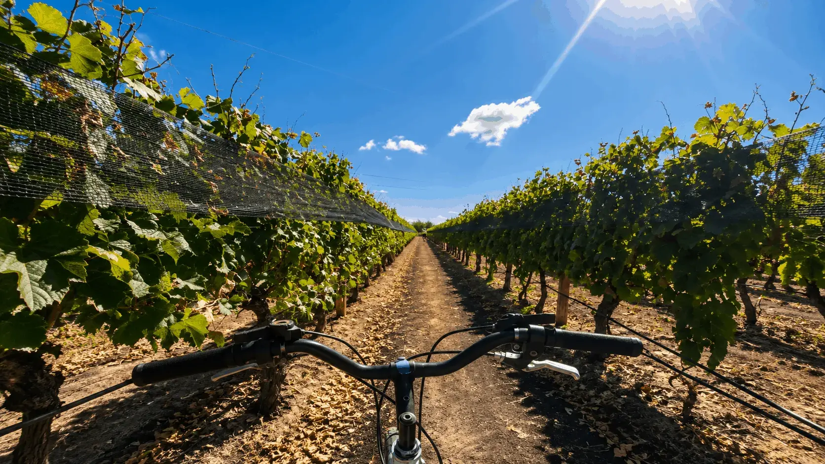 Bicicletas entre viñedos en la Ruta del Vino de Maipú