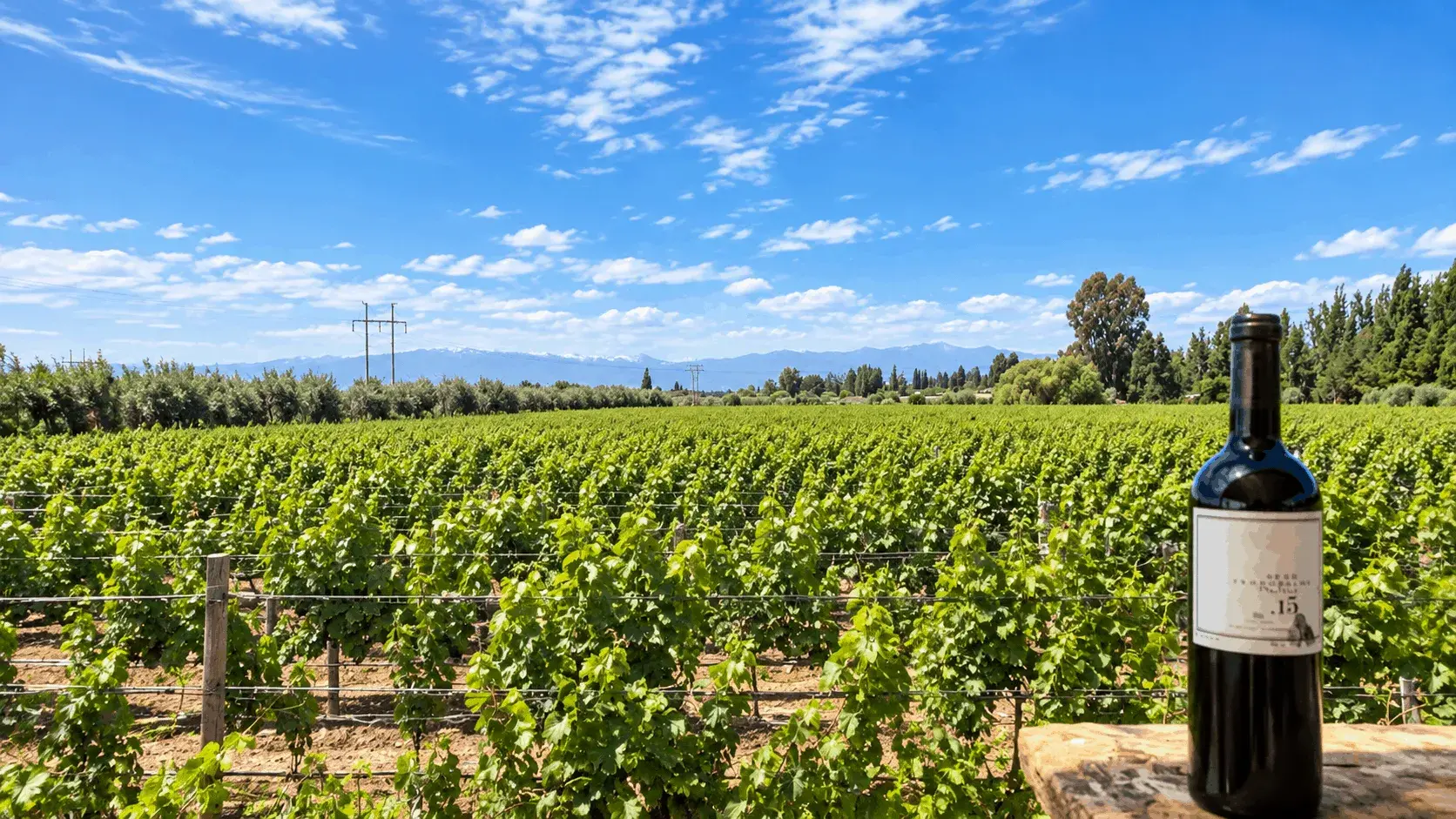 Vista de los viñedos de Tempus Alba en Maipú Mendoza