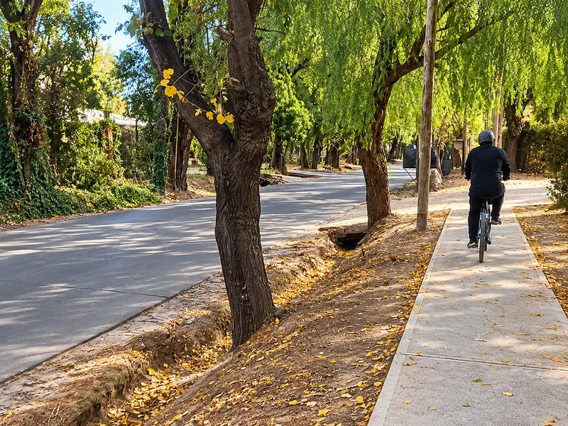 Ciclista por una ciclovía arbolada de Maipú en el recorrido de la Ruta del Vino.